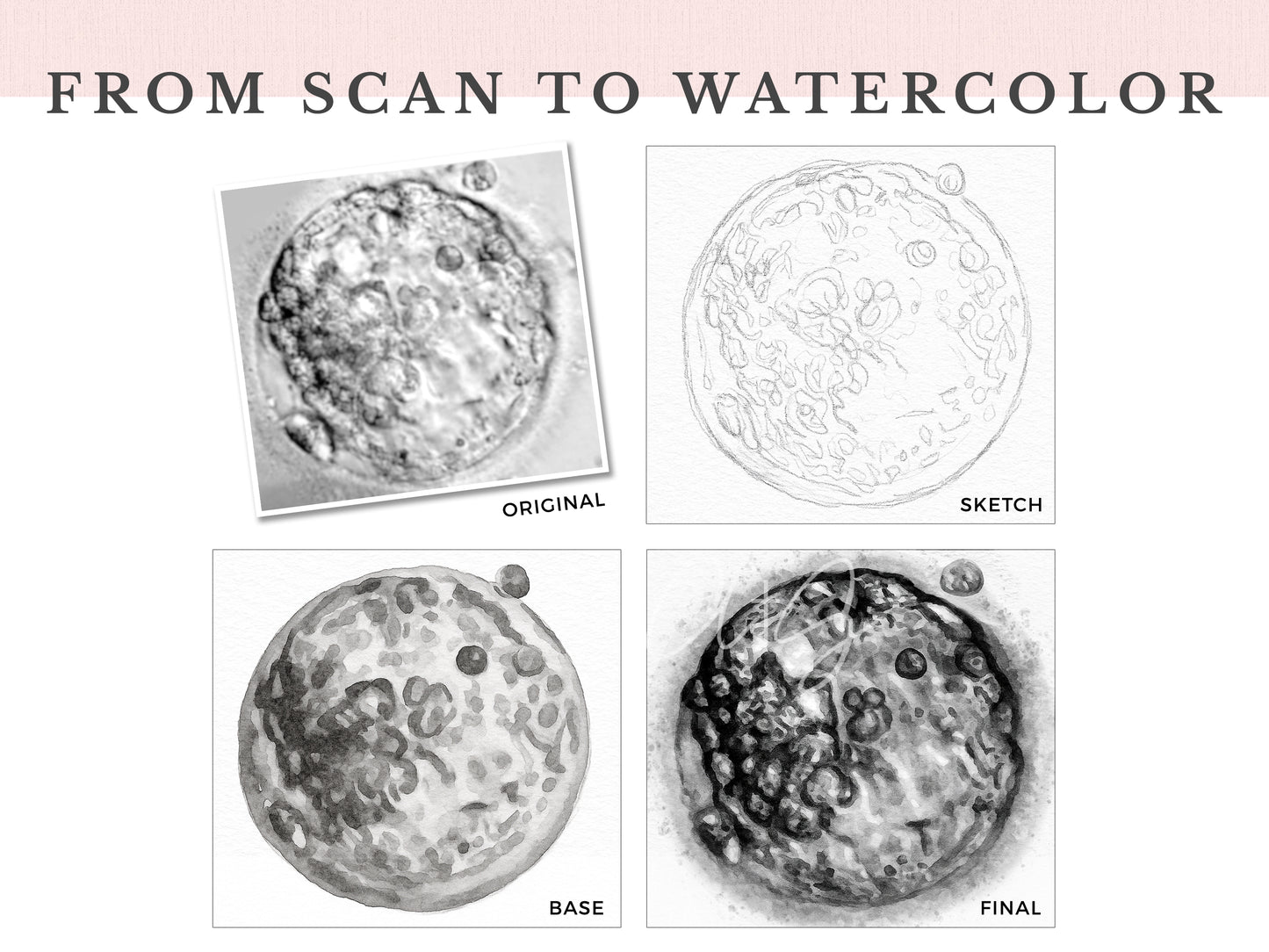 From IVF Embryo Image to Watercolor, showing the steps for hand-painted embryo art