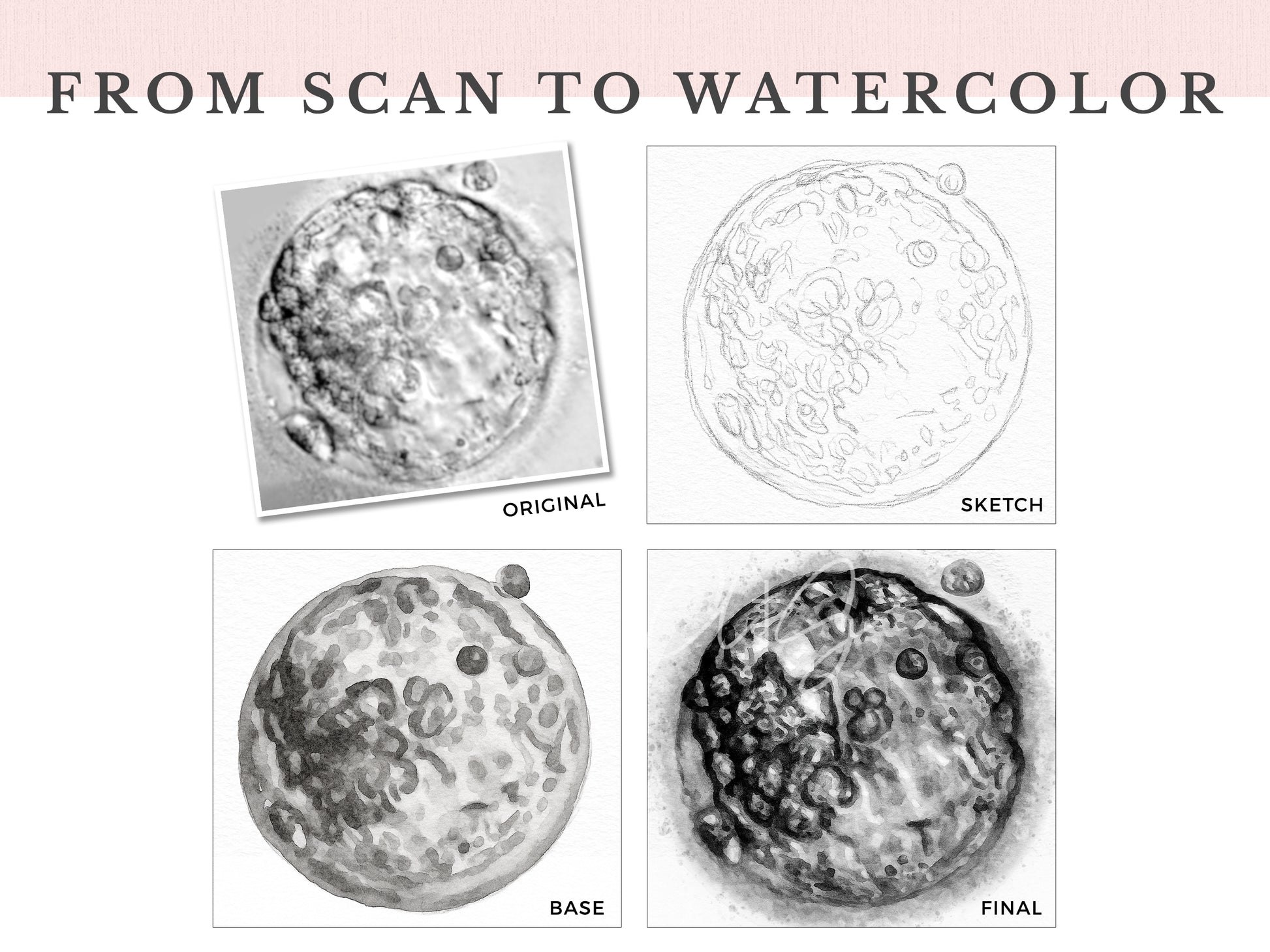 From IVF Embryo Image to Watercolor, showing the steps for hand-painted embryo art
